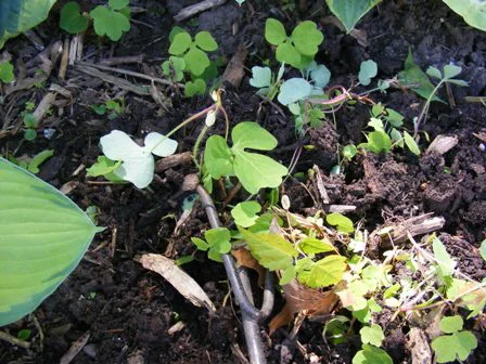 Tiny-weeds--seedlings-and-sprouts-are-uprooted-with-a-hand-fork by Midwest Gardening.jpg