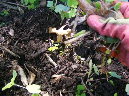 Gather-uprooted-weeds-and-seedlings-that-have-been-uprooted by Midwest Gardening.jpg
