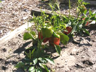decimated-by-deer-by-Midwest Gardening.gif