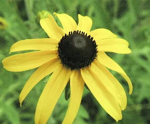 Rudbeckia-hirt-by-Rick-mayfield.jpg