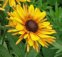 Rudbeckia-hirta-Chim-Chiminee.jpg