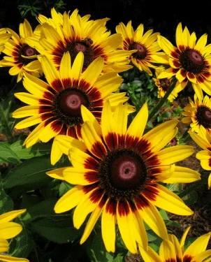 Rudbeckia-hirta-Denver-Daisy-by-John.jpg