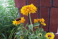 Rudbeckia-hirta--Maya-.jpg