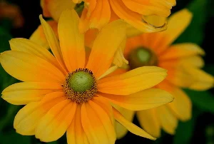 Rudbeckia-hirta-Prarie-Sun-by-Jane.jpg