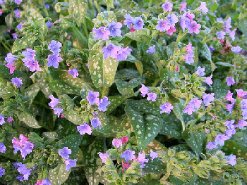 Pulmonaria--Mrs_1.gif