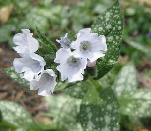 Lungwort-Sissinghurst-White-by-Addison-Berry.gif