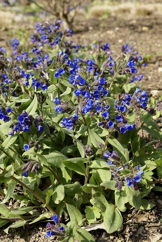 Pulmonaria--Beth-s-Blue--by-Sericea.gif