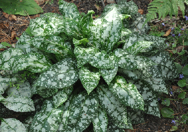 Pulmonaria-longifolia--Bertram-Anderson--by-douneika.gif