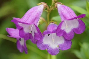 Penstemon-Czar-blooms-by-Alwyn-Ladell.jpg