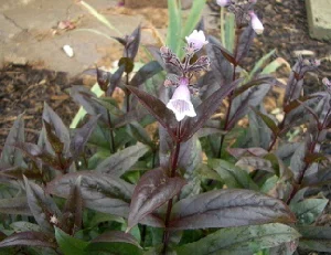 Penstemon-Dark-Towers-by-trueepicure.jpg