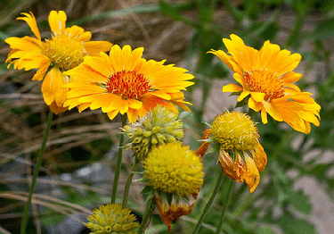 Gaillardia--Oranges-and-Lemons-by-Chiot-s-Run.gif