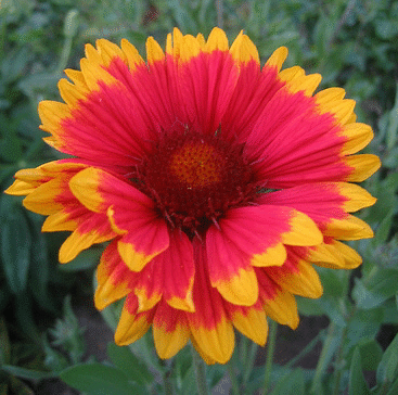 Gaillardia--Bremen--by-Jan-Klaas.gif