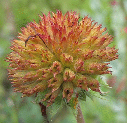 gaillardia--burgandy--seedhead-by-Eleanor-Martin.gif