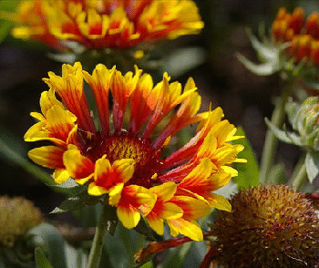 Gaillardia--Fanfare--by-Dan-Lamee.gif
