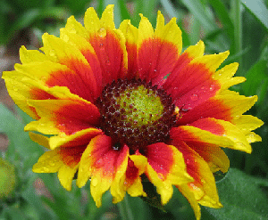 Gaillardia--Goblin--by-Sarah-s-Yard.gif