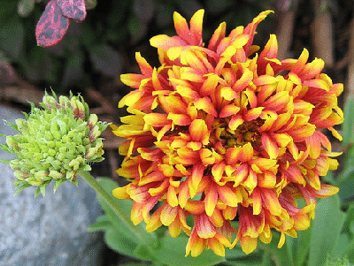 Gaillardia-Pulchella--Sundance-Bicolor--by-beautifulcataya.gif