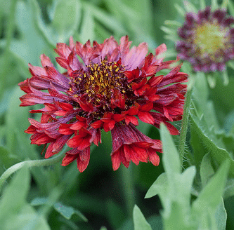 Gaillardia-Pulchella--Red-Plume--by-Yoko-Nekonomania.gif