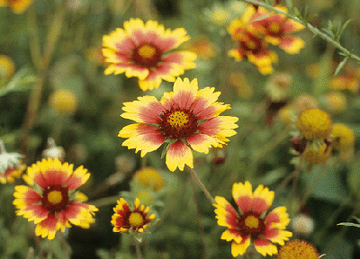 Gaillardia-pulchella-species-by-Stephen-Seiberling.gif