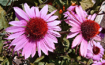 Echinacea--pupurea--by-asdfawev.gif