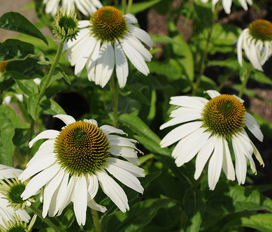 Echinacea--White-Swan--by-Derrick-Coetzee.gif