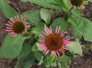 Echinacea--All-that-Jazz--by-FD-Richards.gif