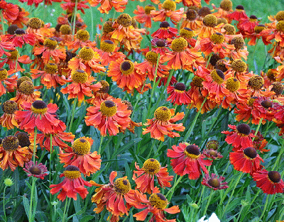 echinacea--Firebird--by-dounelka--heavy-bloomer-.gif
