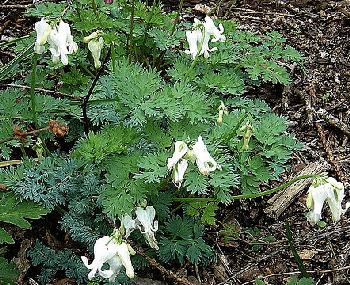 Dicentra-Ivory-Hearts-by-Peganum.gif