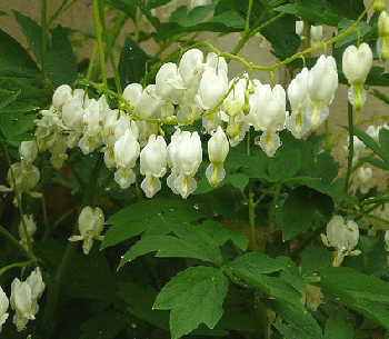 Dicentra-spectabilis-by-inspired-by-you.gif