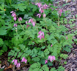 Dicentra--Luxuriant--Bleeding-Heart-by-Midwest Gardening.gif