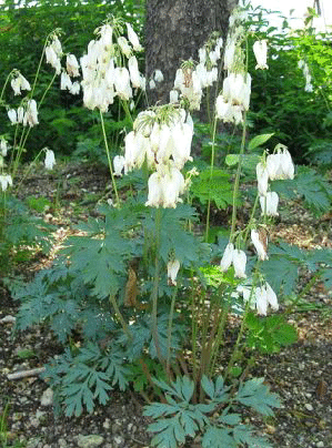 Dicentra-formosa--Aurora---by-KENPEI.gif