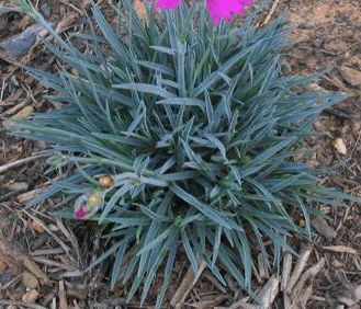 Dianthus-deltoides-foliage.gif