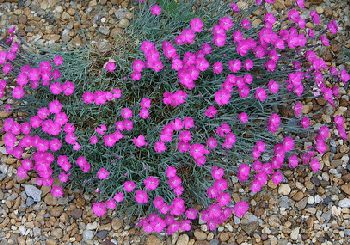 Dianthus-Cheddar-Pink-Fire-Witch-by-Ryan-Somma.gif