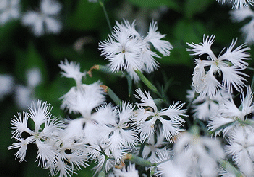Dianthus-var longicalycinus.gif