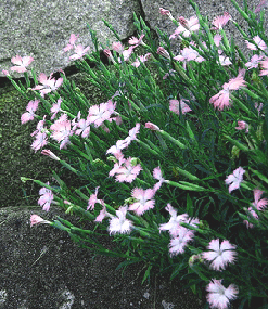 Dianthus-var_1.gif