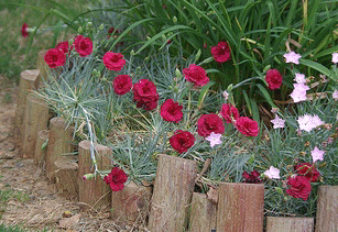 Dianthus-Desmond.gif