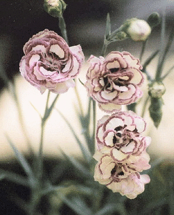Dianthus--Raspberry-Ripple-.gif