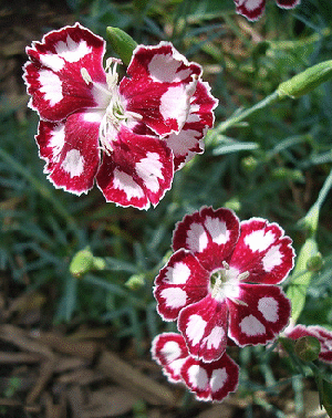 Dianthus-Spangled-Star.gif