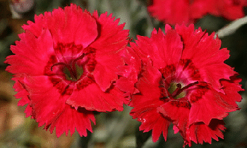 Dianthus-Fire-Star-by-John-Brandauer.gif