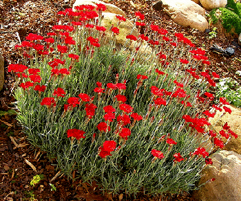Dianthus-Fire-Star.gif
