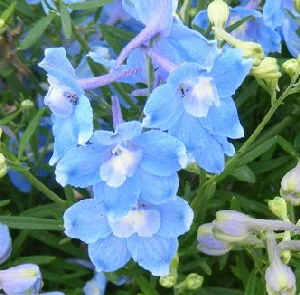 Delphinium-grandiflorum--Summer-Blues--flower-by-Midwest Gardening.jpg