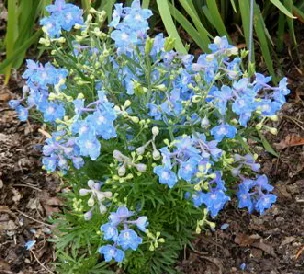 Delphinium-grandiflorum--Summer-Blues--by Midwest Gardening.jpg