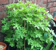Delphinium-foliage-by-John-Adams.gif