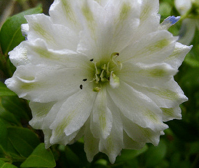 Delphinium--Green-Twist-.gif