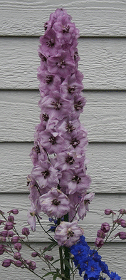 Delphinium--Blushing-Brides-.gif