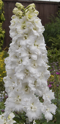 Delphinium---Olive-Poppleton-by-Paul-Gulliver.gif