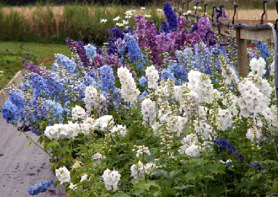 Delphinium_magic_fountain-by-Gustaf-Eriksson.gif