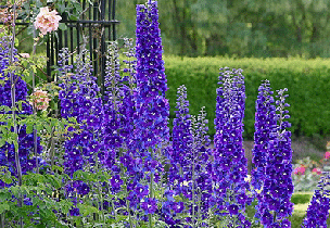 delphinium-Magic-Fountain-series-by-pk-don.gif