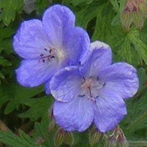 Cranesbille--Johnson-s-Blue--bloom-by-Midwest Gardening.gif