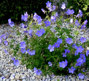 Cranesbill--Jonson-s-Blue--by-Midwest Gardening.gif