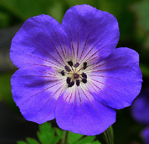 Cranesbill--Rozanne--by-Jame-Gaither.gif